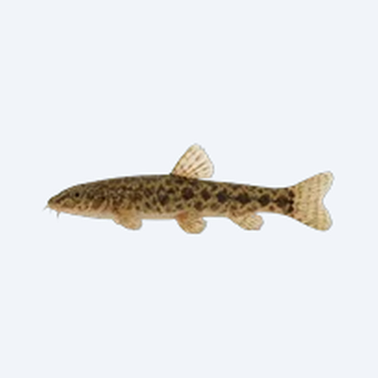 Stone Loach (Barbatula barbatula) in a freshwater aquarium