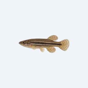 Striatum Killifish (Aphyosemion striatum) in a planted freshwater aquarium