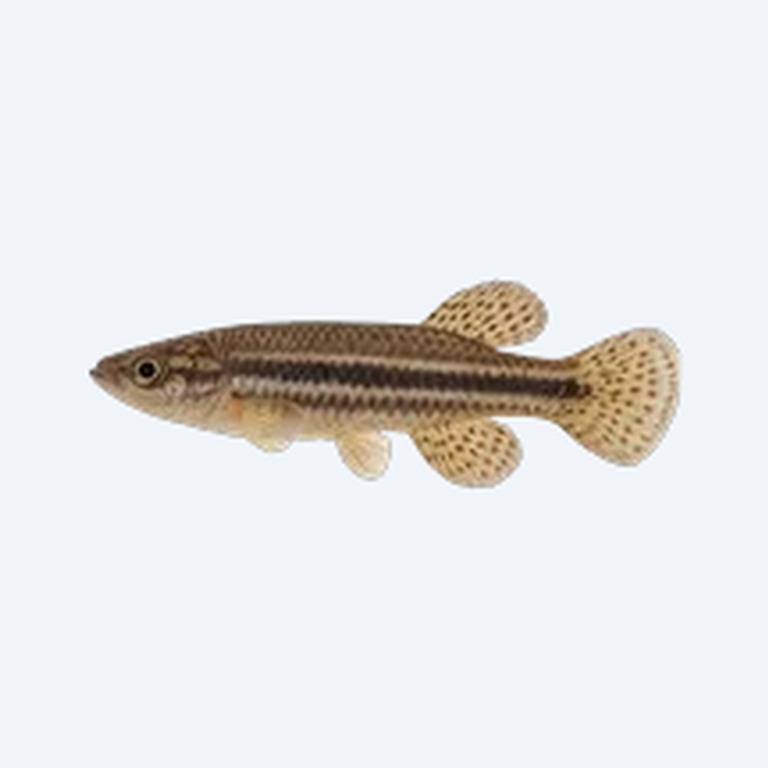 Striatum Killifish (Aphyosemion striatum) in a freshwater aquarium