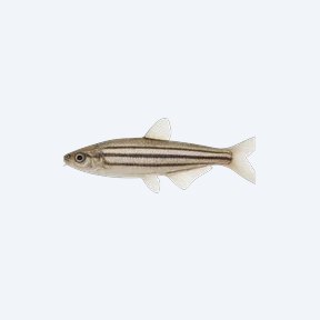 Striped Glass Catfish (Siluriformes sp.) in a planted freshwater aquarium