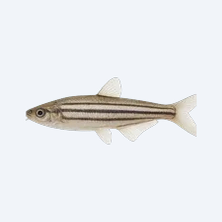 Striped Glass Catfish (Siluriformes sp.) in a freshwater aquarium