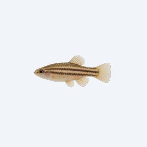 Striped Goodeid (Xenotoca variata) in a planted freshwater aquarium