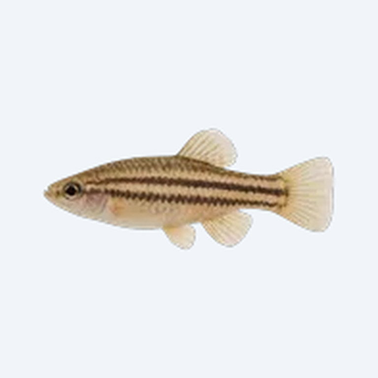 Striped Goodeid (Xenotoca variata) in a planted freshwater aquarium