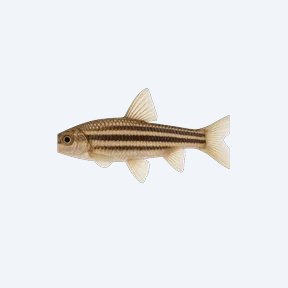 Striped Headstander (Anostomus anostomus) in a planted freshwater aquarium