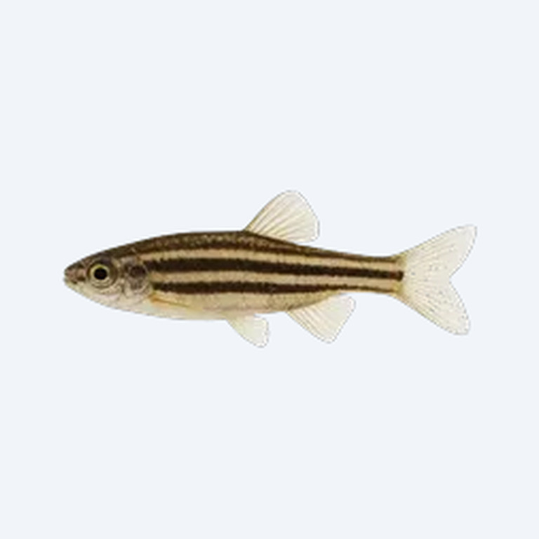 Striped Headstander (Anostomus anostomus) in a freshwater aquarium