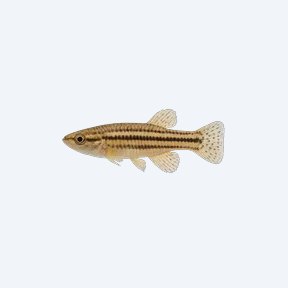 Striped Panchax (Aplocheilus lineatus) in a planted freshwater aquarium