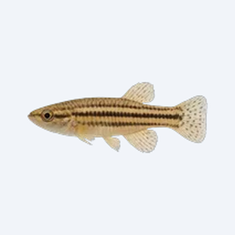 Striped Panchax (Aplocheilus lineatus) in a planted freshwater aquarium