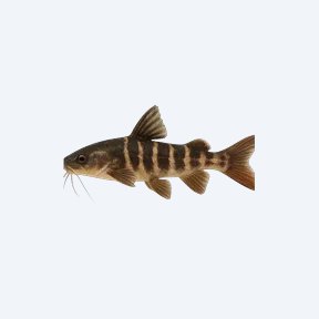 Striped Raphael Catfish (Siluriformes sp.) in a planted freshwater aquarium