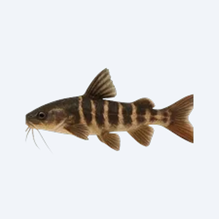 Striped Raphael Catfish (Siluriformes sp.) in a freshwater aquarium
