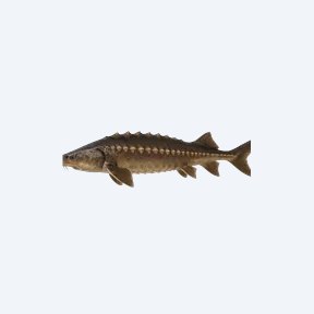 Sturgeon Catfish (Siluriformes sp.) in a planted freshwater aquarium