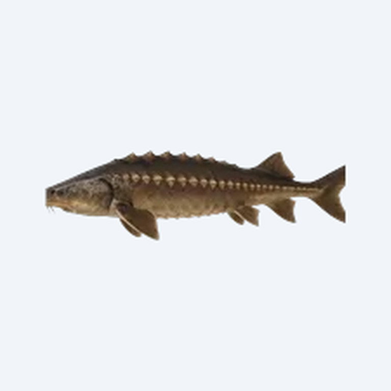 Sturgeon Catfish (Siluriformes sp.) in a freshwater aquarium
