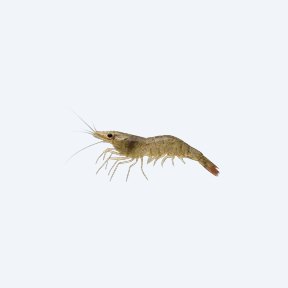 Sulawesi Shrimp (Caridina dennerli) in a planted freshwater aquarium
