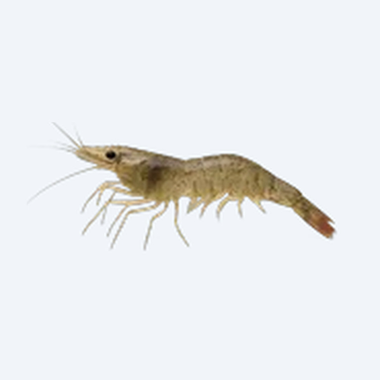 Sulawesi Shrimp (Caridina dennerli) in a freshwater aquarium