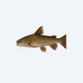 Sun Catfish (Siluriformes sp.) in a planted freshwater aquarium