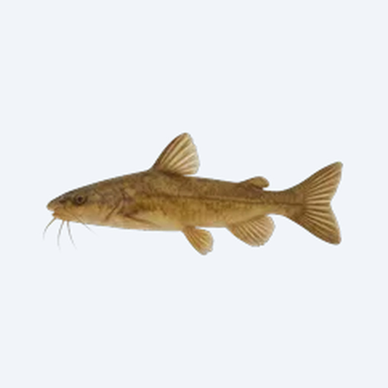 Sun Catfish (Siluriformes sp.) in a freshwater aquarium