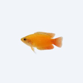 Sunset Gourami (Trichogaster chuna) in a planted freshwater aquarium