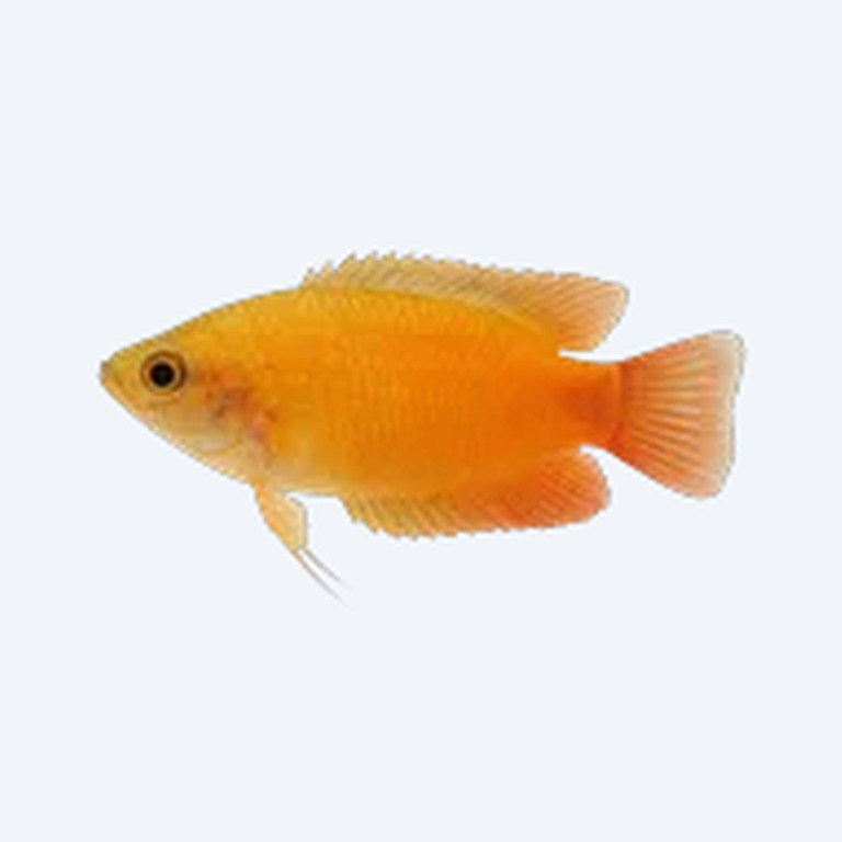 Sunset Gourami (Trichogaster chuna) in a freshwater aquarium