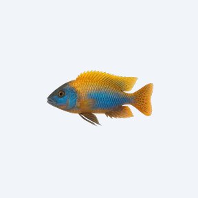 Sunshine Peacock Cichlid (Cichlidae sp.) in a planted freshwater aquarium