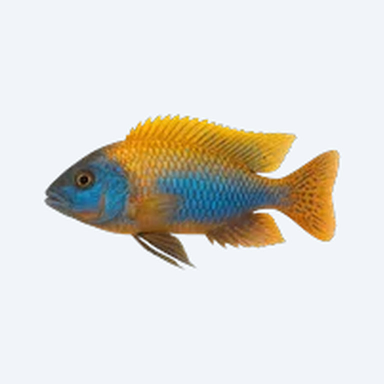 Sunshine Peacock Cichlid (Cichlidae sp.) in a freshwater aquarium