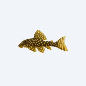 Sunshine Pleco (L014) (Scobinancistrus aureatus) in a planted freshwater aquarium