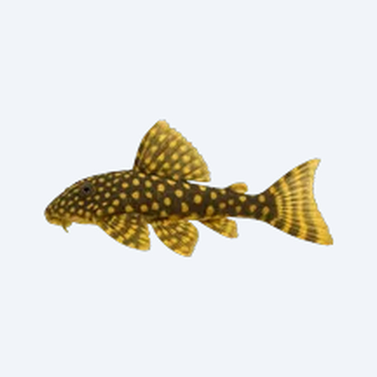 Sunshine Pleco (L014) (Scobinancistrus aureatus) in a freshwater aquarium