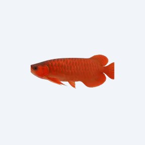 Super Red Arowana (Scleropages formosus) in a planted freshwater aquarium