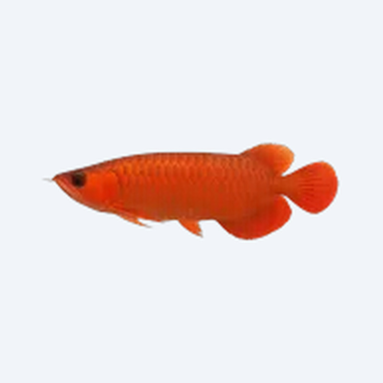 Super Red Arowana (Scleropages formosus) in a freshwater aquarium