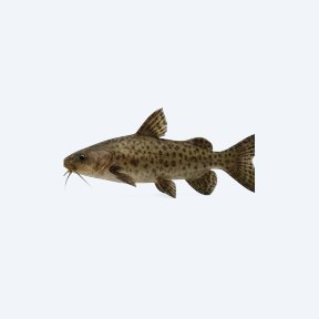 Sychr's Catfish (Siluriformes sp.) in a planted freshwater aquarium