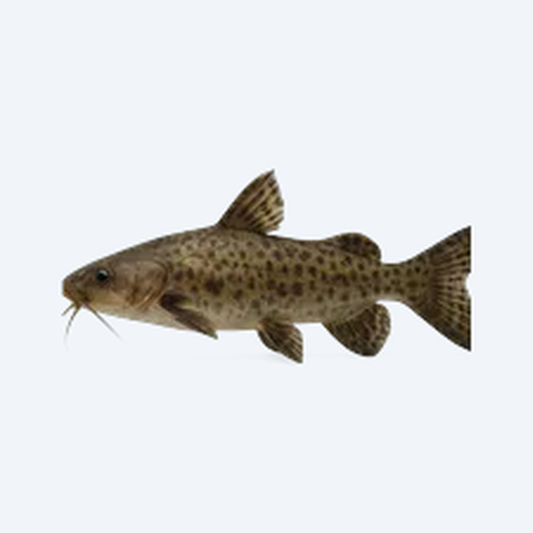 Sychr's Catfish (Siluriformes sp.) in a freshwater aquarium