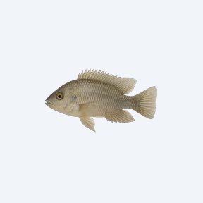 Synspilum Cichlid (Vieja synspilus) in a planted freshwater aquarium