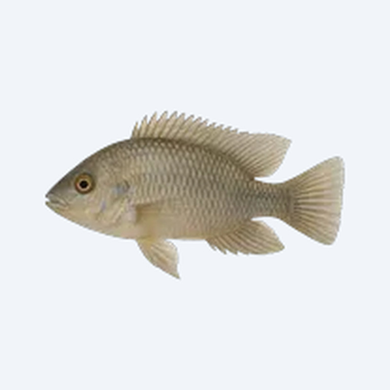 Synspilum Cichlid (Vieja synspilus) in a freshwater aquarium