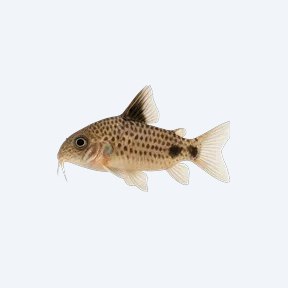 Tailspot Cory (Corydoras sp.) in a planted freshwater aquarium