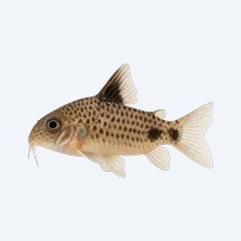 Tailspot Cory (Corydoras sp.) in a freshwater aquarium