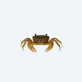 Tanganyika Crab (Platythelphusa armata) in a planted freshwater aquarium