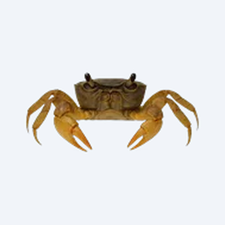 Tanganyika Crab (Platythelphusa armata) in a planted freshwater aquarium