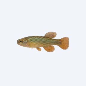 Tanganyika Killifish (Cyprinodontiformes sp.) in a planted freshwater aquarium