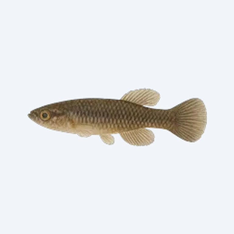Tanganyika Killifish (Cyprinodontiformes sp.) in a freshwater aquarium