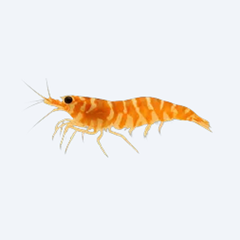 Tangerine Tiger Shrimp (Caridina serrata) in a freshwater aquarium