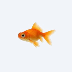 Telescope Goldfish (Carassius auratus) in a planted freshwater aquarium
