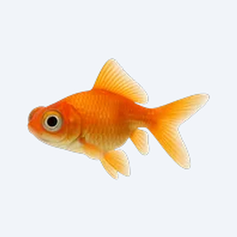 Telescope Goldfish (Carassius auratus) in a planted freshwater aquarium