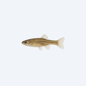 Tequila Splitfin (Zoogoneticus tequila) in a planted freshwater aquarium