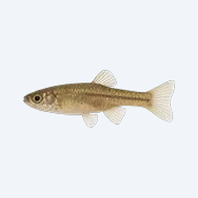 Tequila Splitfin (Zoogoneticus tequila) in a planted freshwater aquarium