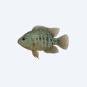 Texas Cichlid (Herichthys cyanoguttatus) in a planted freshwater aquarium