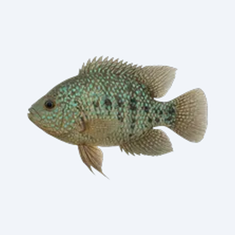 Texas Cichlid (Herichthys cyanoguttatus) in a freshwater aquarium
