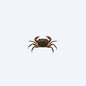 Thai Micro Crab (Limnopilos naiyanetri) in a planted freshwater aquarium