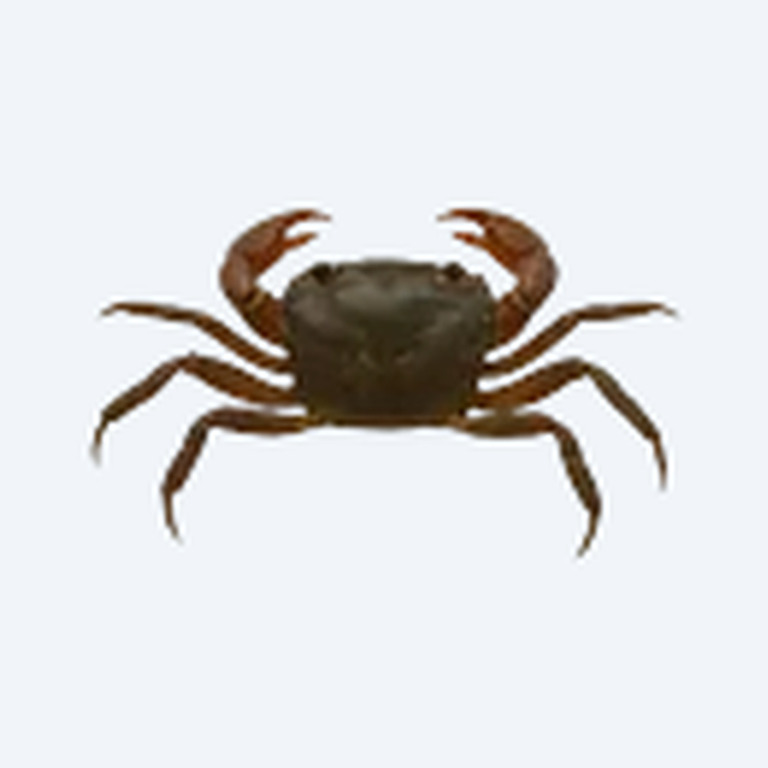Thai Micro Crab (Limnopilos naiyanetri) in a freshwater aquarium