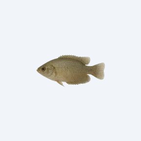 Thick-lipped Gourami (Trichogaster labiosa) in a planted freshwater aquarium
