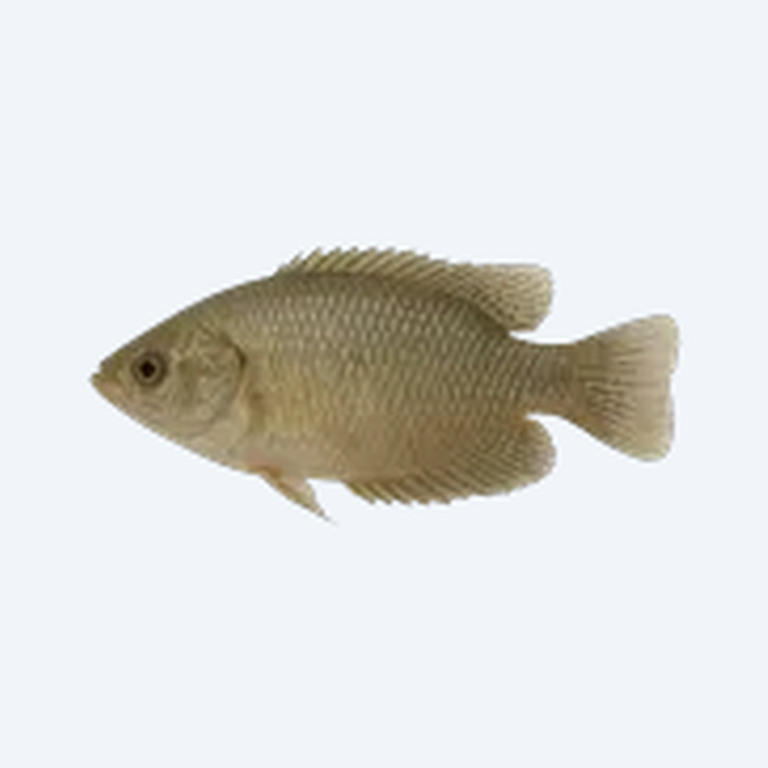 Thick-lipped Gourami (Trichogaster labiosa) in a freshwater aquarium