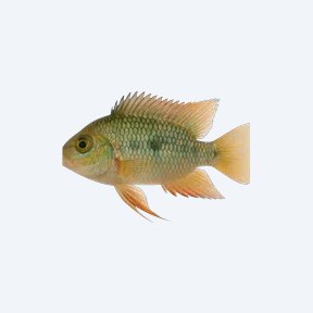 Threadfin Acara (Acarichthys heckelii) in a planted freshwater aquarium