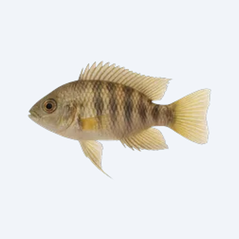 Threadfin Acara (Acarichthys heckelii) in a freshwater aquarium